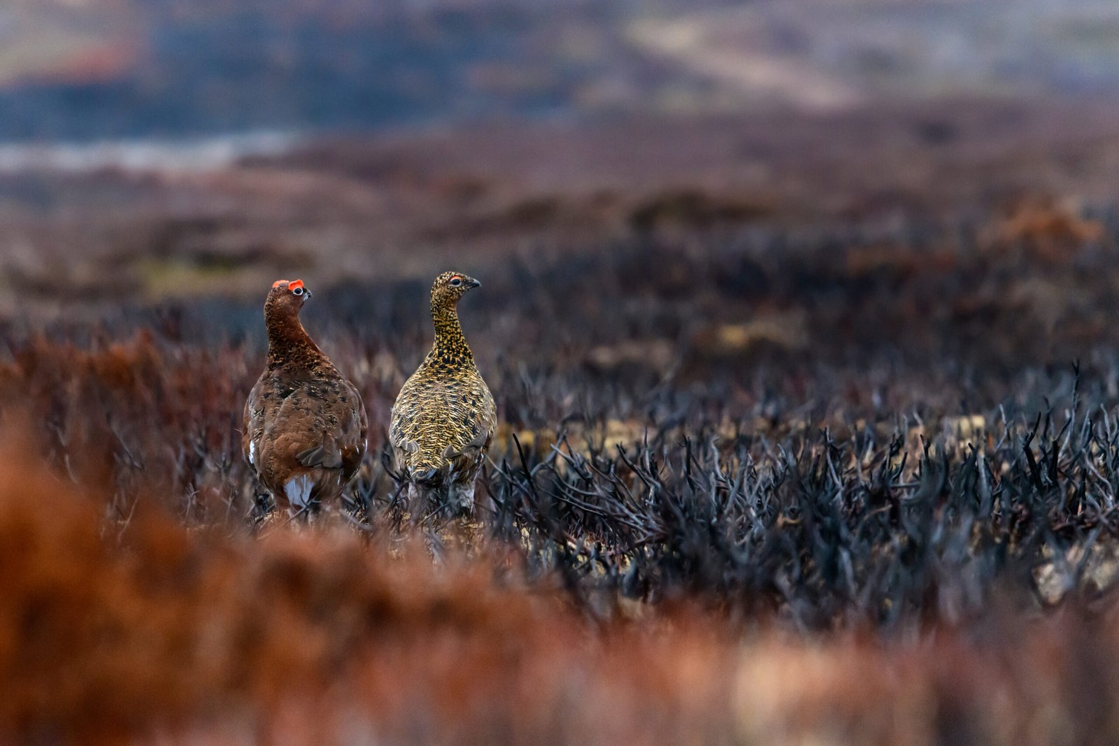 red grouse on burnt moor